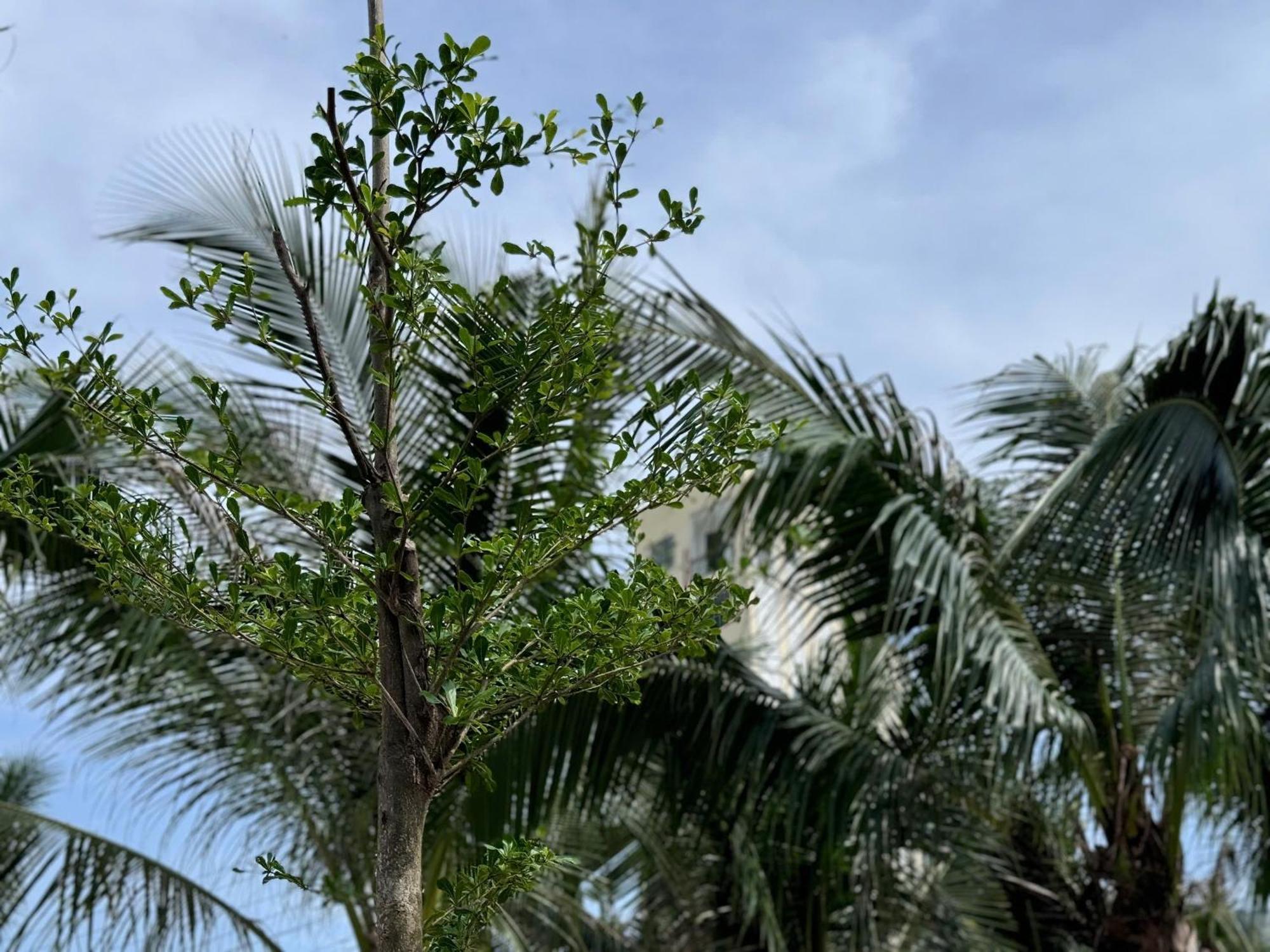 Wanderlust Garden Inn Mui Ne Esterno foto